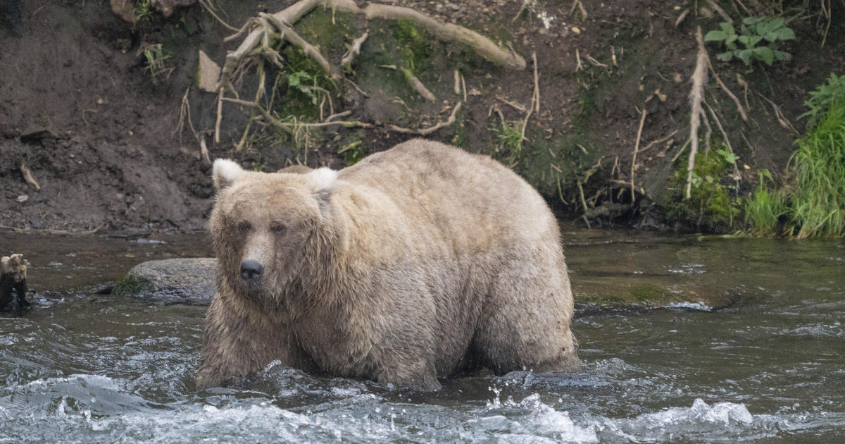 Fat Bear Week: Grazer’s Triumphant Comeback