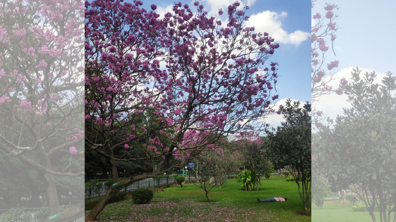 Cubbon Park Traffic: A Three-Month Trial Sparks Debate in Bengaluru