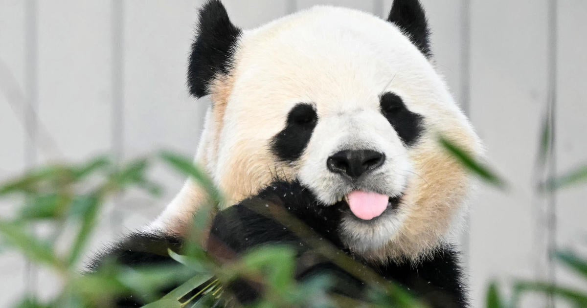 National Zoo Welcomes Adorable Giant Pandas: A Symbol of Conservation