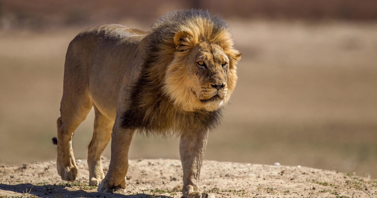Zookeeper’s Tragic Death: A Devastating Lion Attack