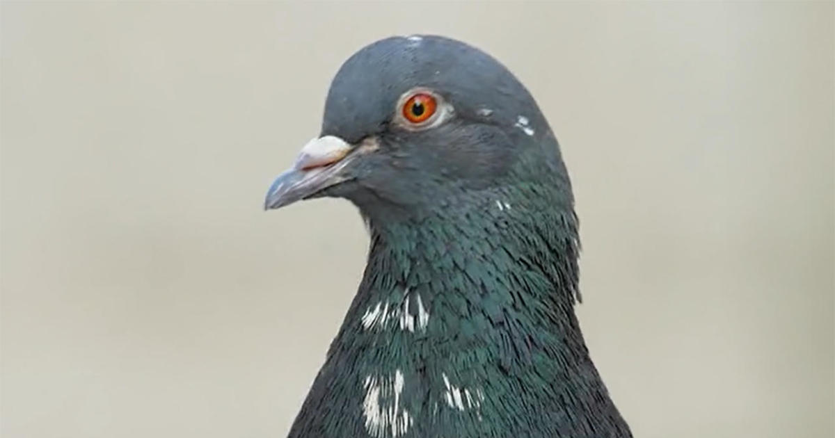 Rethinking Pigeons: Intelligence, History, and the Unexpected Bond