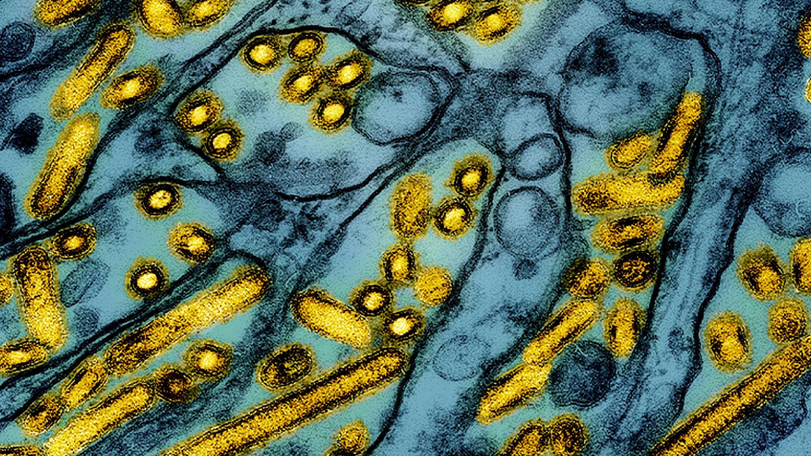 Georgia's Avian Flu Outbreak: A Serious Threat to Poultry and Public Health