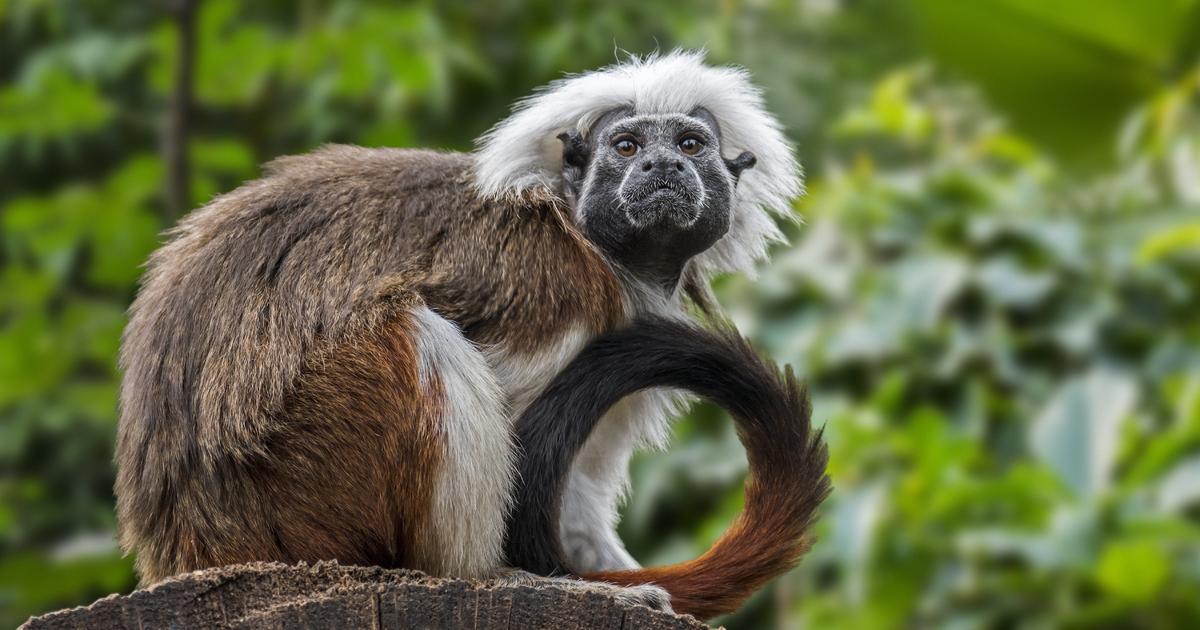 Hong Kong Zoo Tragedy: Mystery Surrounds Monkey Deaths