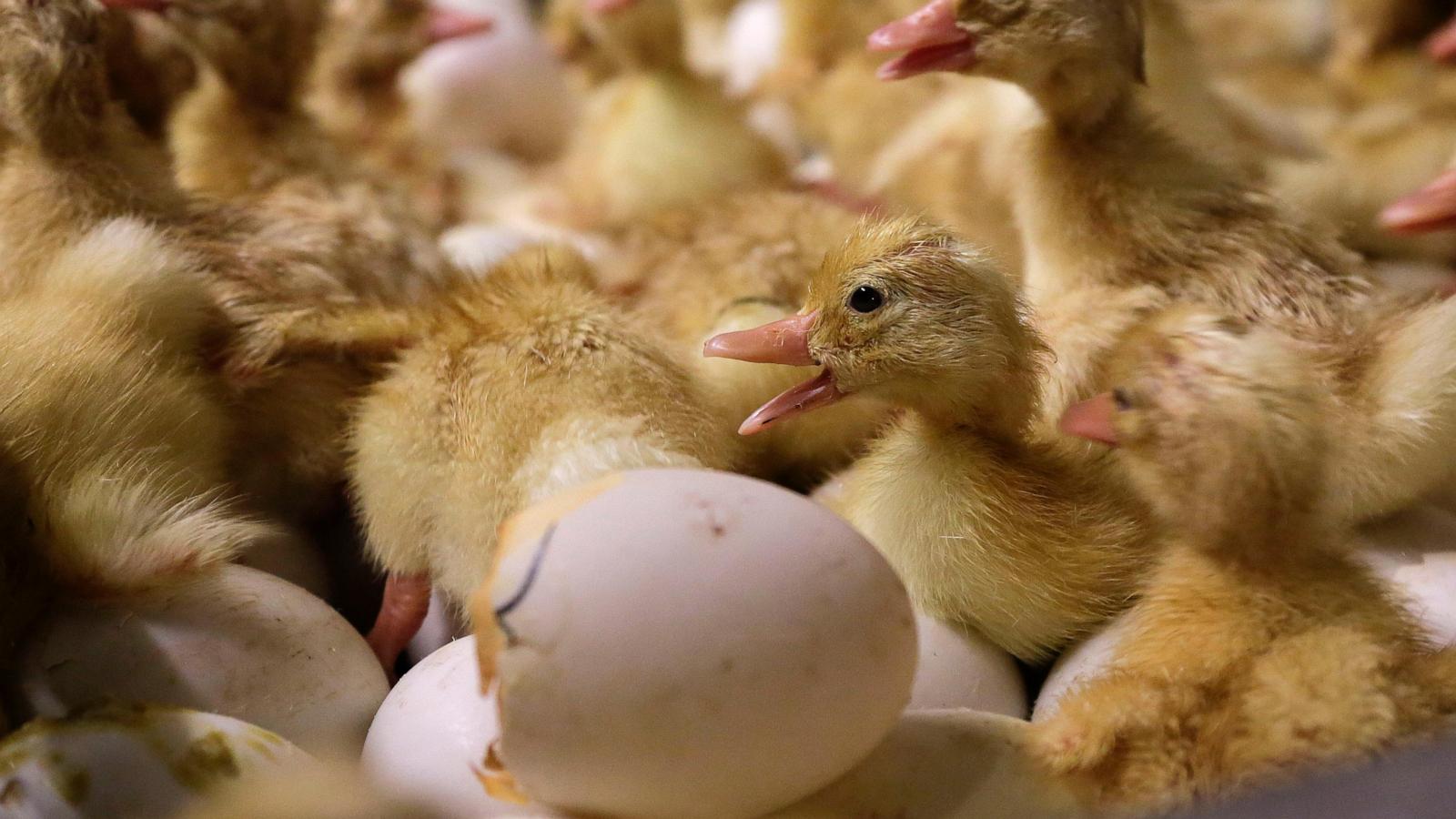 Long Island Loses its Last Duck Farm to Avian Flu: A Wake-Up Call for Agriculture