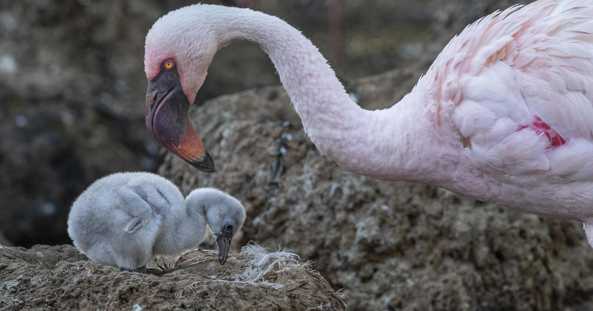 Double the Dads, Double the Love: Exploring Same-Sex Flamingo Parenting